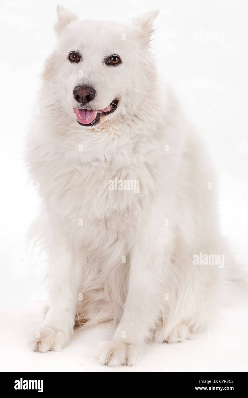 white dog sitting in front on white background,studio shot Stock Photo ...
