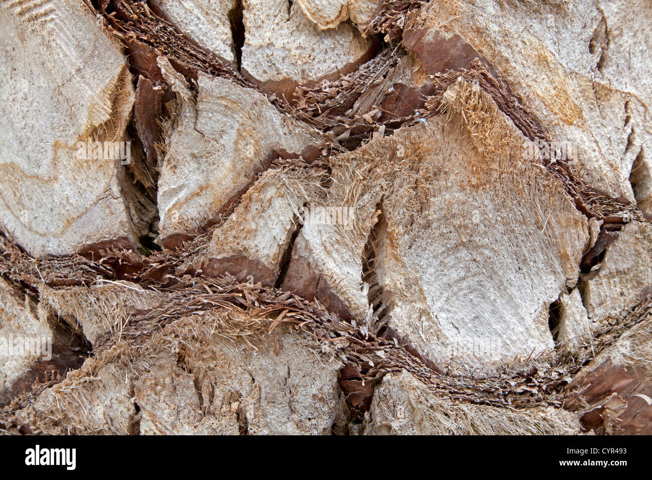 Tree bark of a palm, Italy Stock Photo