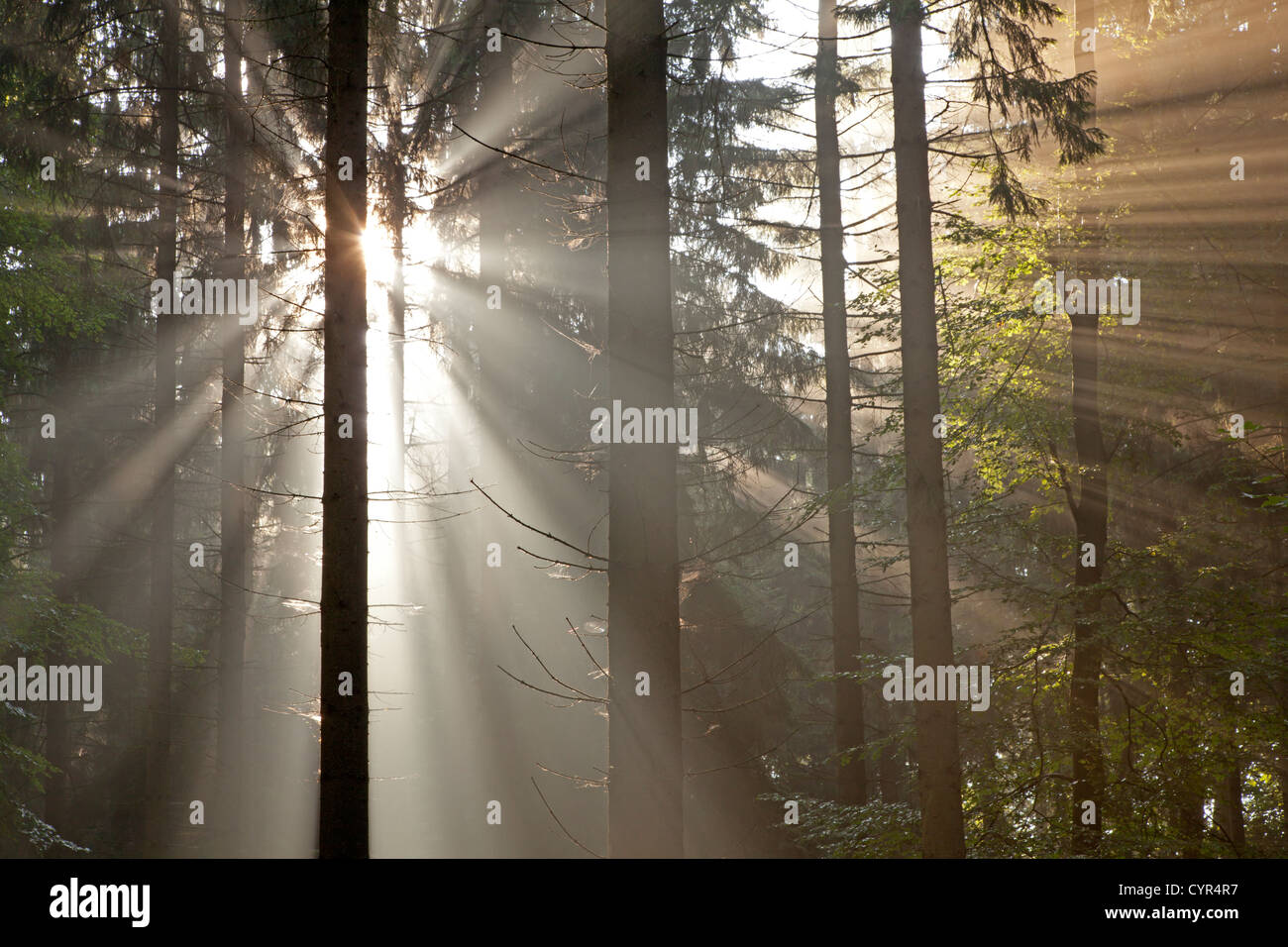 Sunbeams in the forest Stock Photo