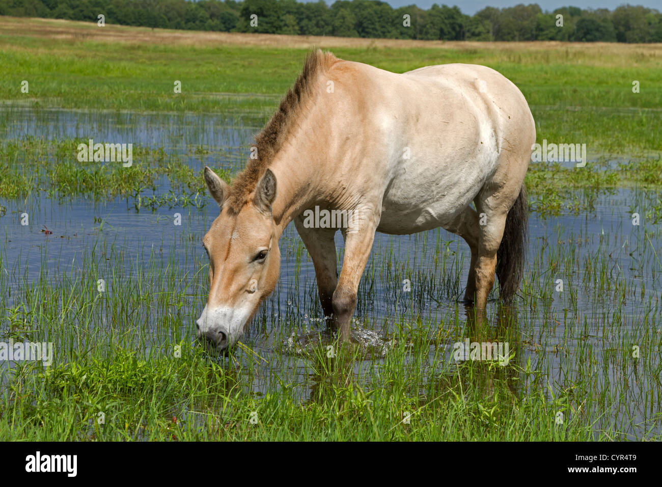Przewalski's horse / Equus ferus przewalskii Stock Photo