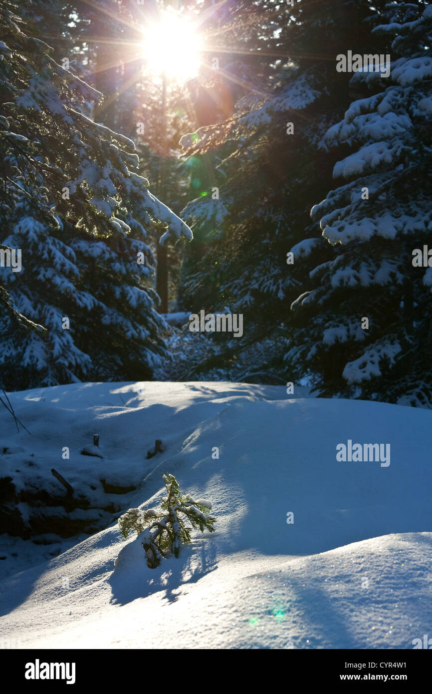 The forest in winter hi-res stock photography and images - Alamy
