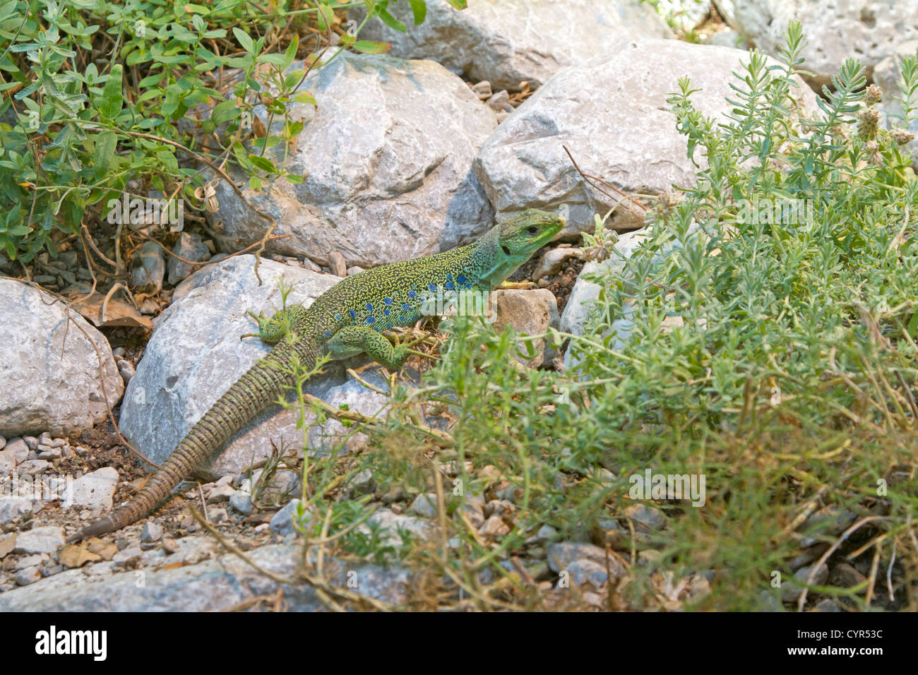 Ocellated Lizard / Timon lepidus Stock Photo