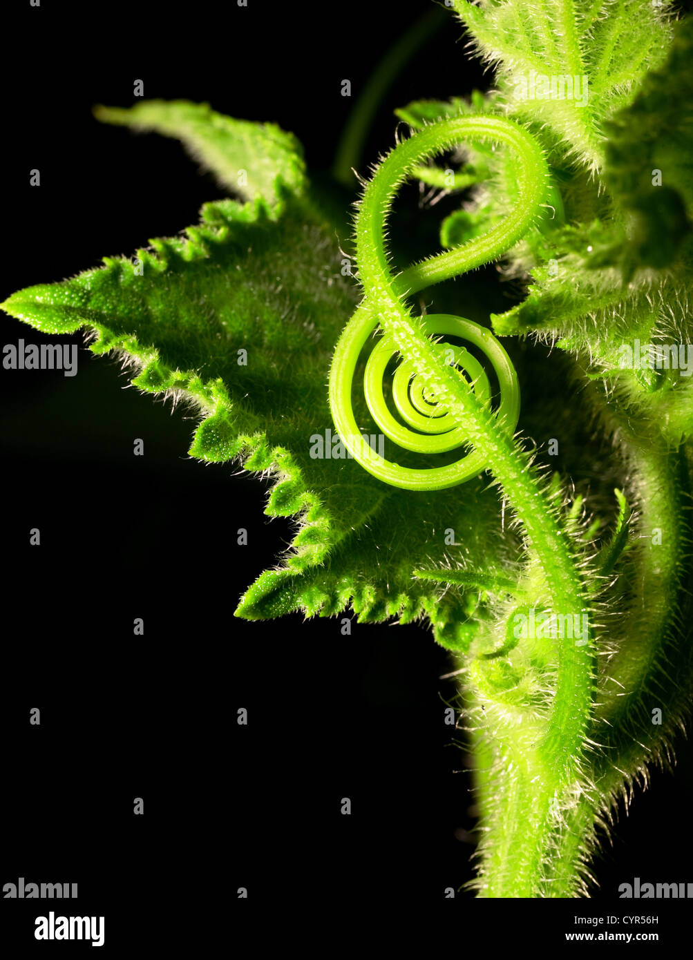 clef like vine Stock Photo