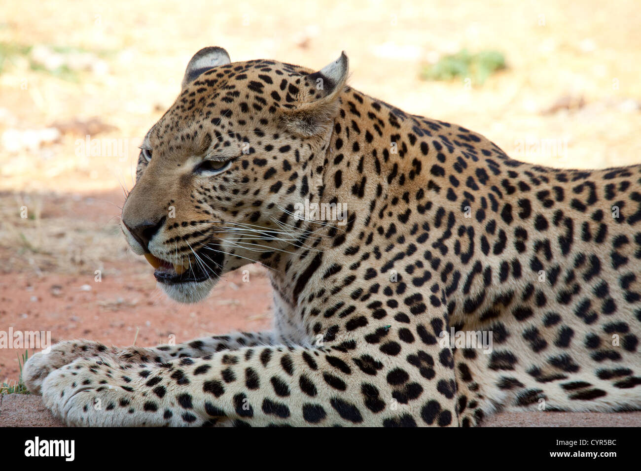 Duffield Leopard Leopard on a tree namibia hi-res stock photography and images - Alamy