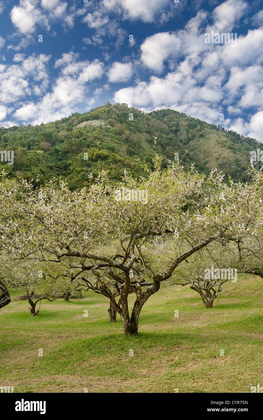 Tree of plum blossom garden under blue sky Stock Photo - Alamy