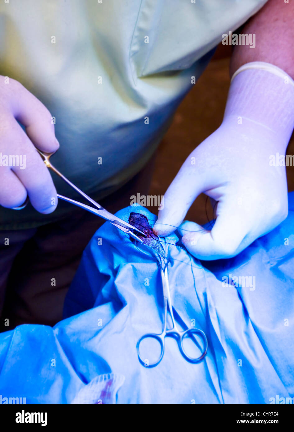 hands of a veterinarian doing surgery on an animal foot Stock Photo