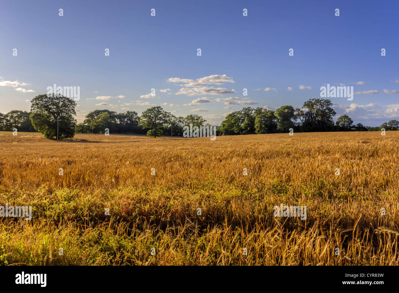 Spring wheat harvest england hi-res stock photography and images - Alamy