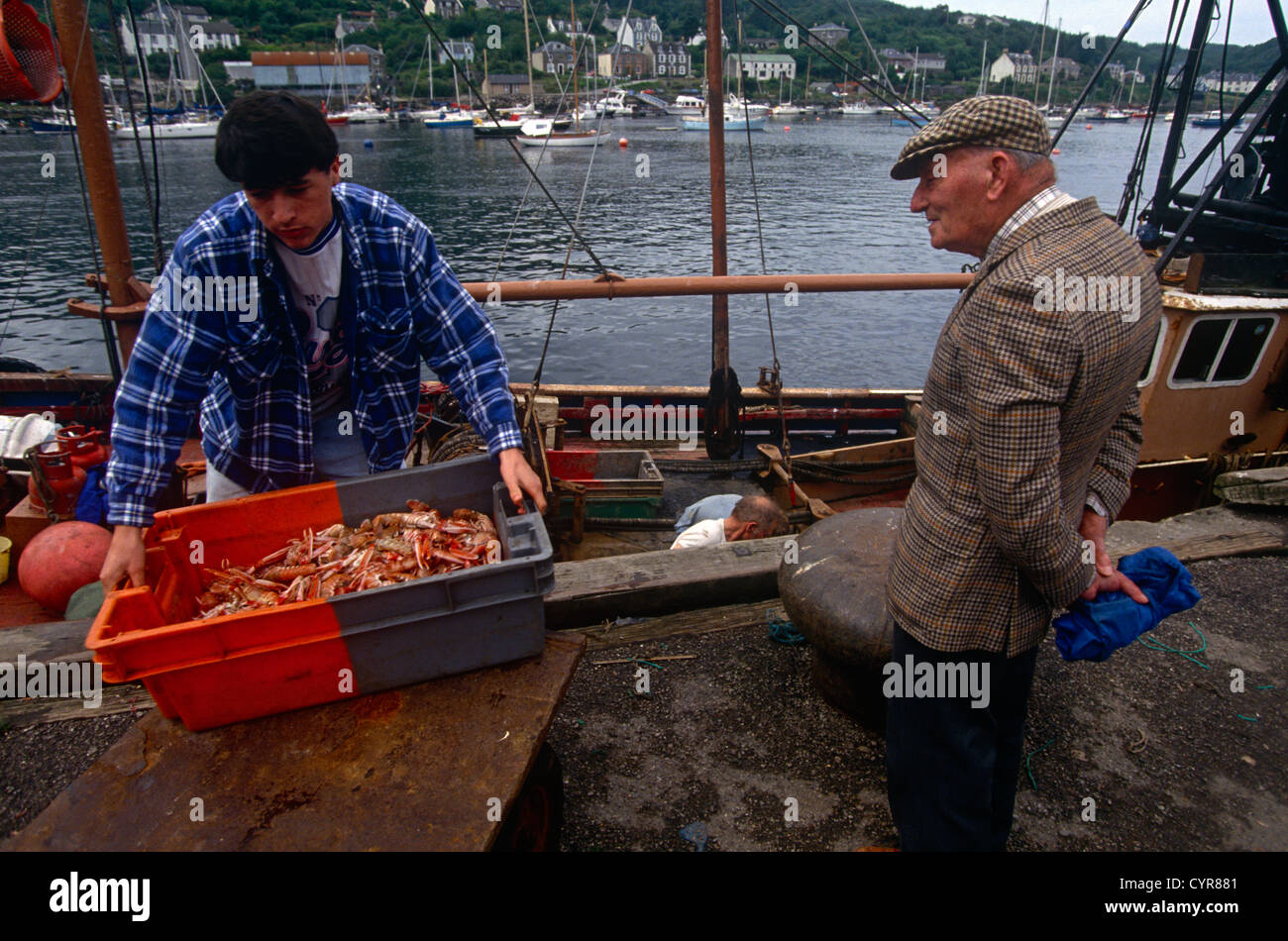With his home village seen in the background across the bay a fishermen unloads his catch of Scottish prawns langoustines scampi Stock Photo