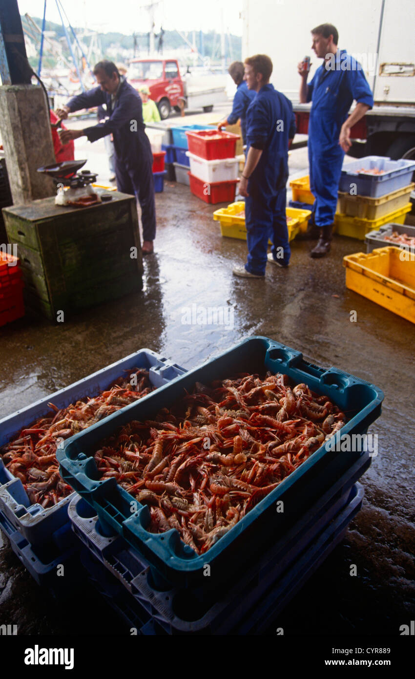 Boxes of Scottish  prawns, langoustines & scampi lies on the ground in at Tarbert, Mull of Kintyre, Argyll & Bute, Scotland UK. Stock Photo