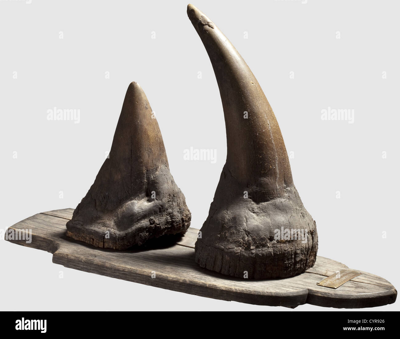 A pair of rhinoceros horns,Cameroon 1904 Strong horns of a black