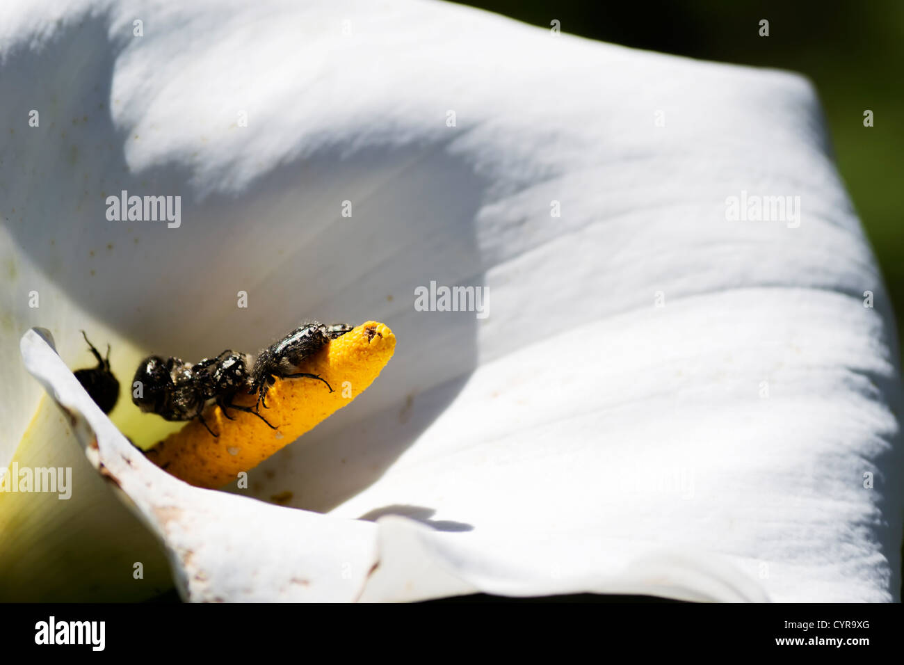 calla lily and a bunch of bugs Stock Photo