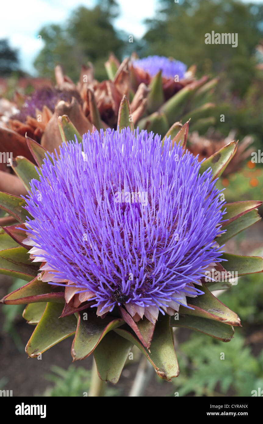 Globe Artichoke in flower on an allotment, Worcestershire, England, UK Stock Photo