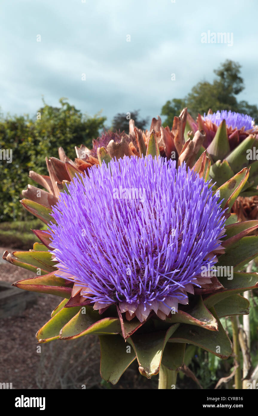 Globe Artichoke in flower on an allotment, Worcestershire, England, UK Stock Photo
