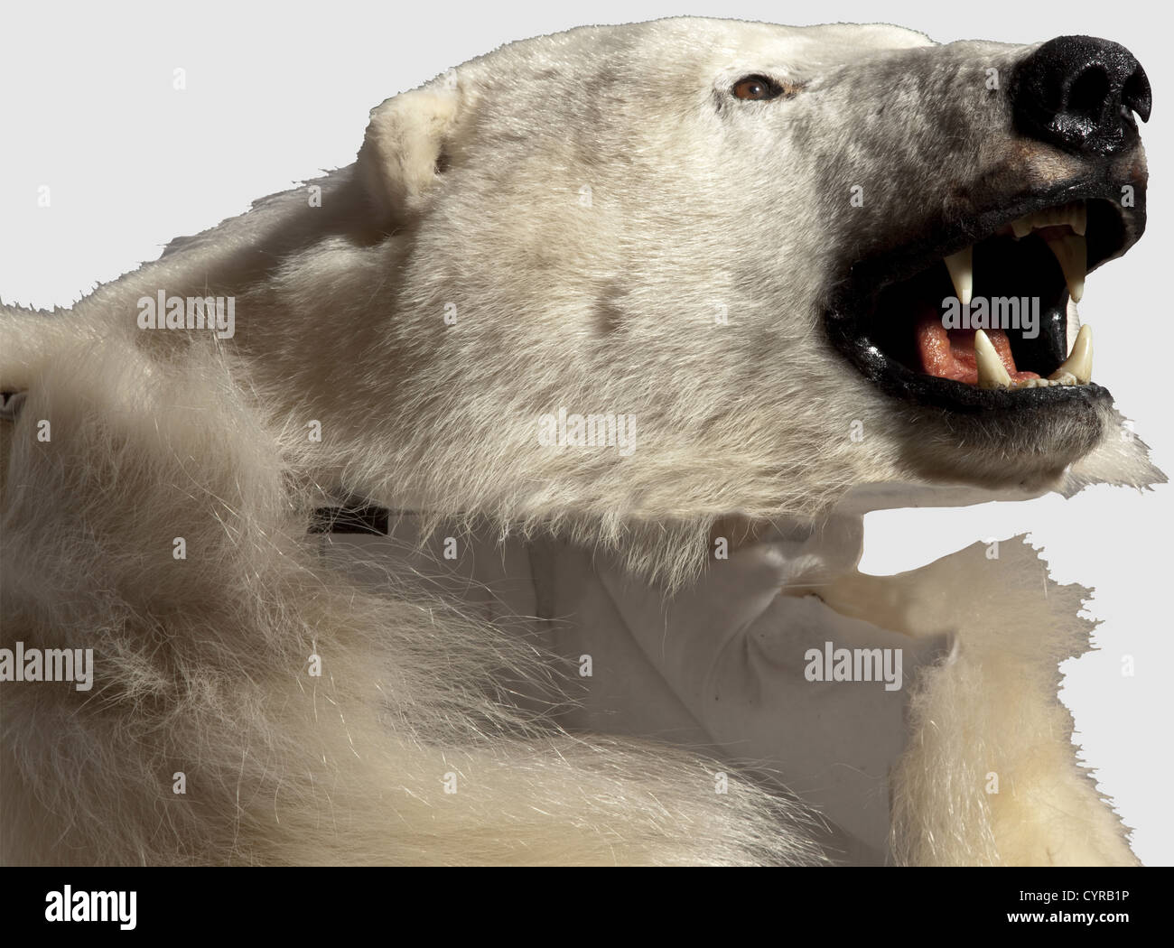 A polar bear's skin, Greenland, 20th century The pelt from a male polar