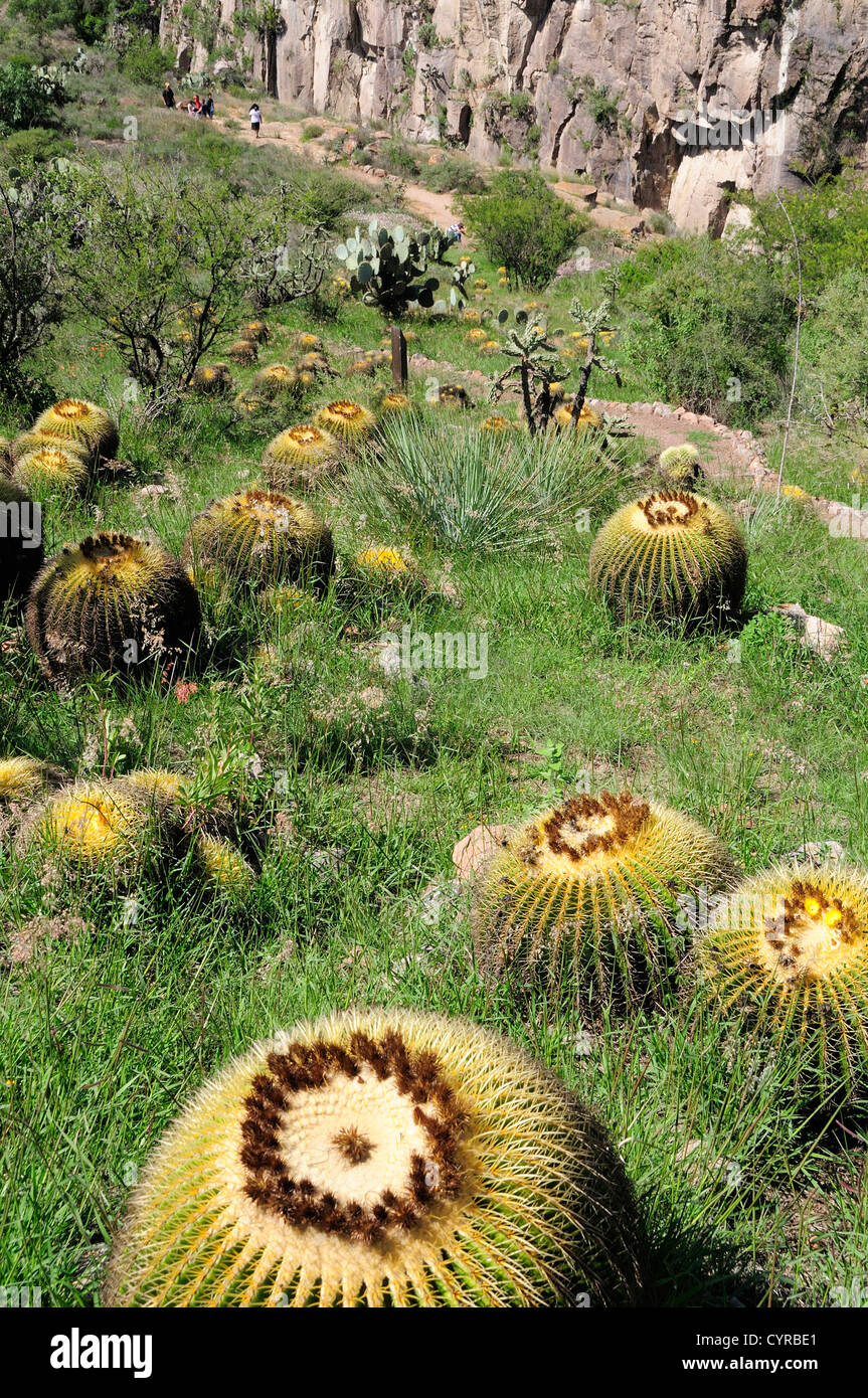 Mexico Bajio San Miguel De Allende Botanical Gardens Barrel