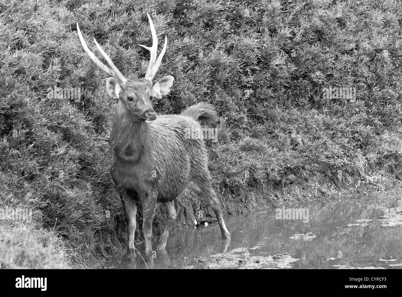 Sambar deer was stand on a small pond, that's his habbit and he like this. Stock Photo