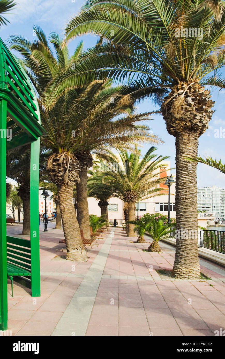 Palm trees in a park, Malta Stock Photo Alamy