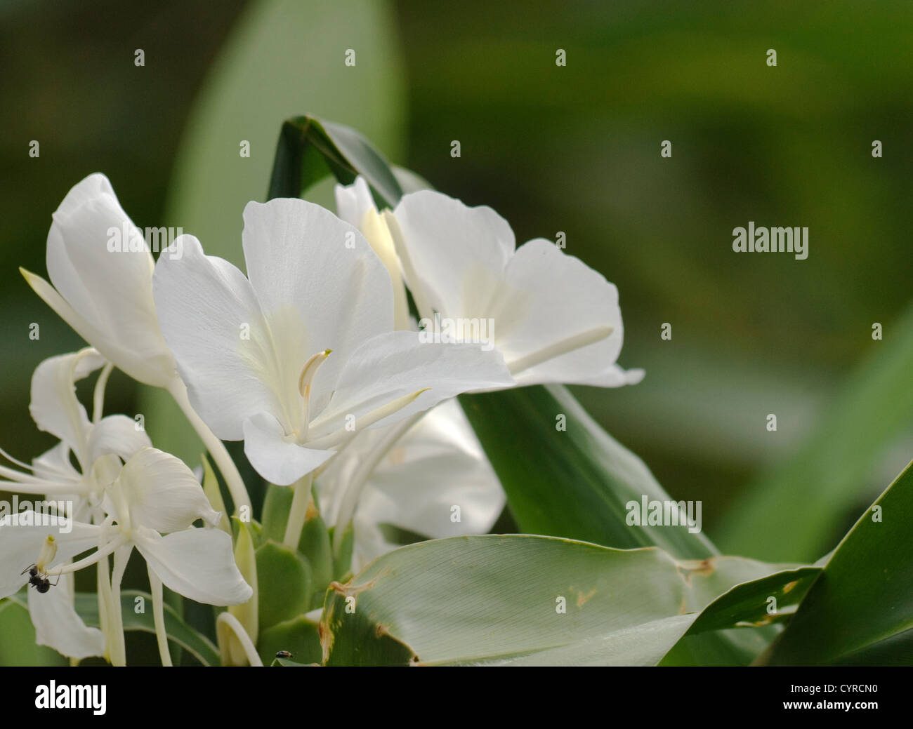 Hedychium coronarium Koenig is very beatiful white flower, you can see it outdoor everywhere in Taiwan. Stock Photo