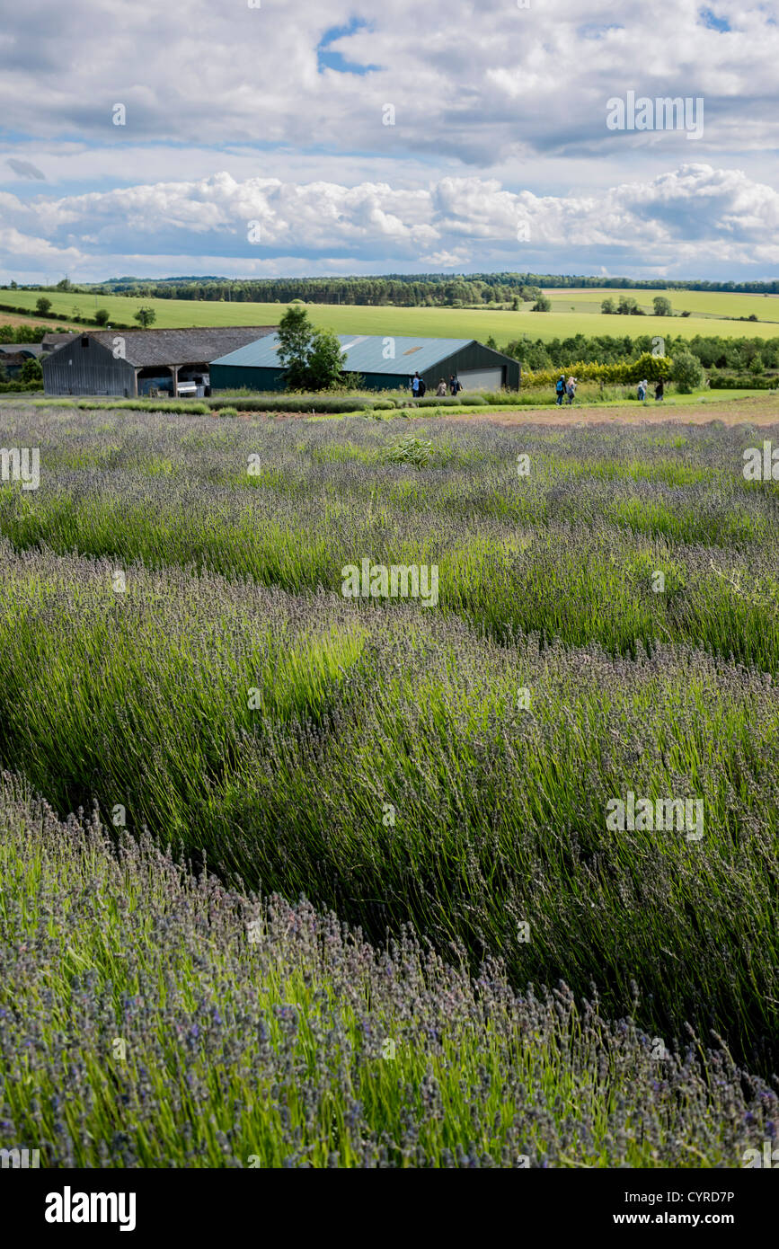 snowshill lavender farm cotswolds uk Stock Photo