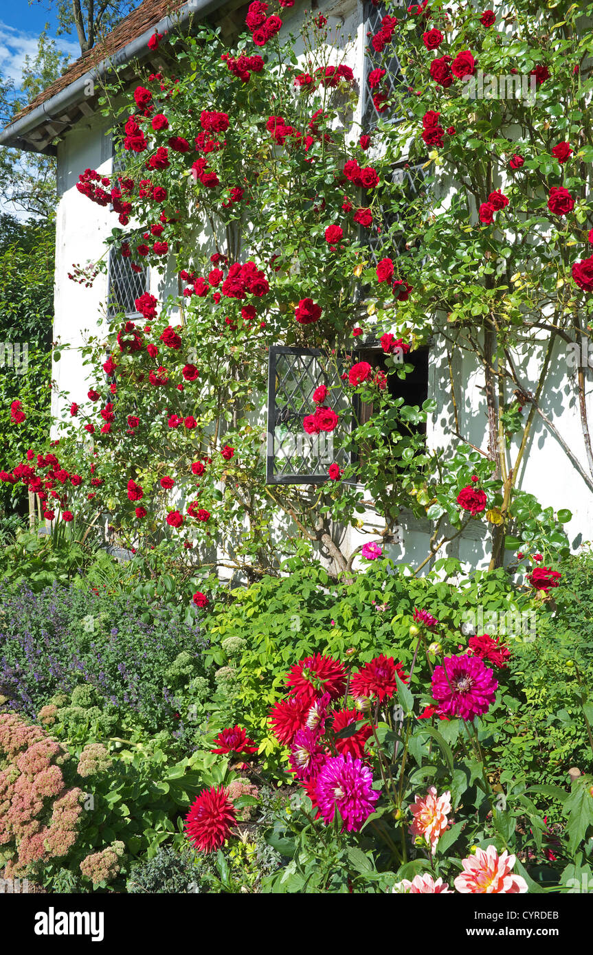 Red climbing roses on country cottage, England, UK Stock Photo