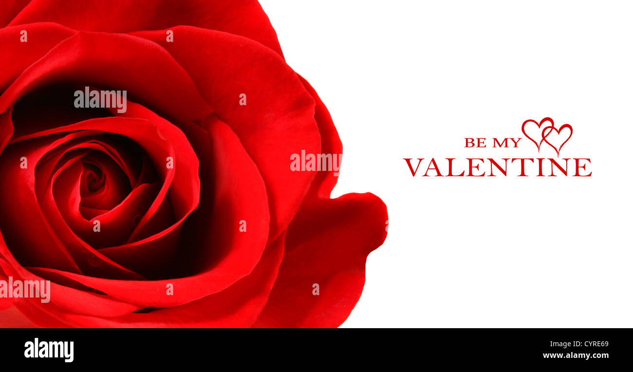 Beautiful red rose isolated on white background Stock Photo - Alamy