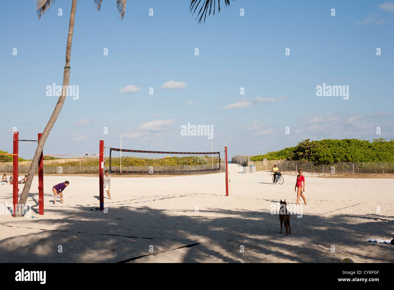People playing Volley Ball on the sandy esplanade behind the sand dunes along Miami Beach South watched by their pet dog with pointed ears Stock Photo