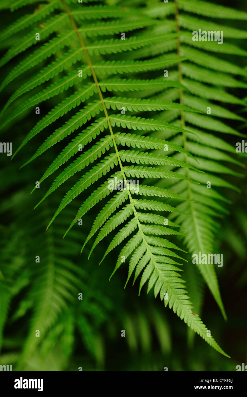 leaf , dicksoniaceae , cibotium barometz , lamb of tartary Stock Photo