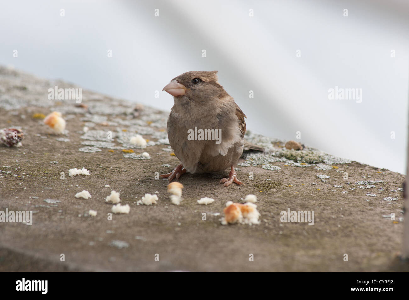 passer domesticus house sparrow feeding eating bread Stock Photo