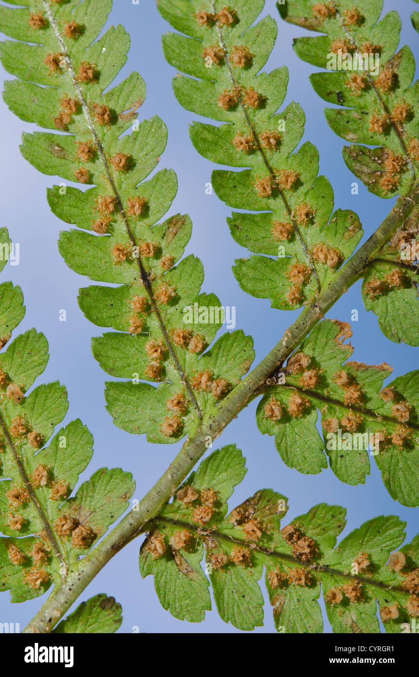 Male Broad Buckle fern form and outline of pinnae fronds with sori shape and fine detail Stock Photo