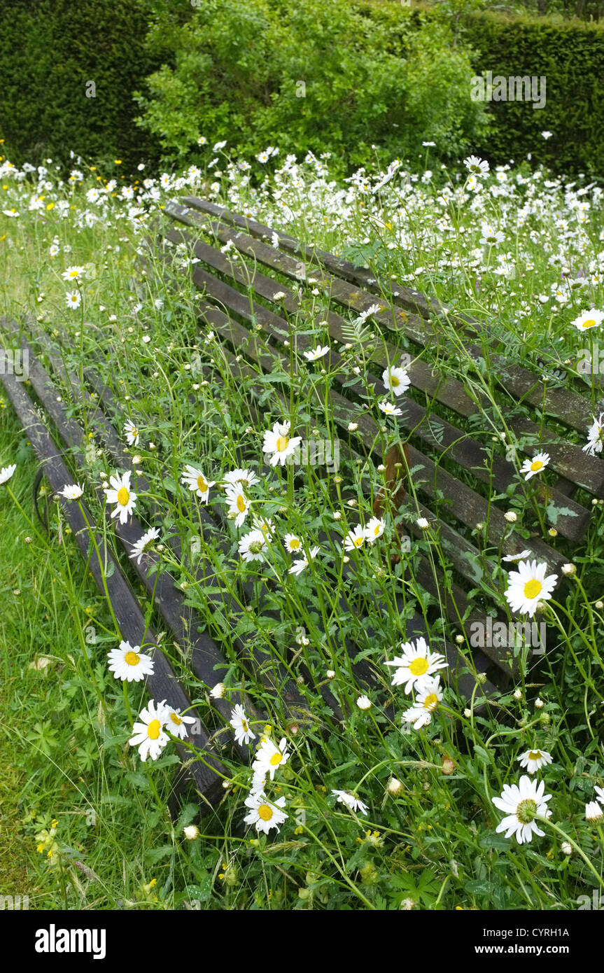 Oxeye Daisies growing through a wooden garden seat, Worcestershire