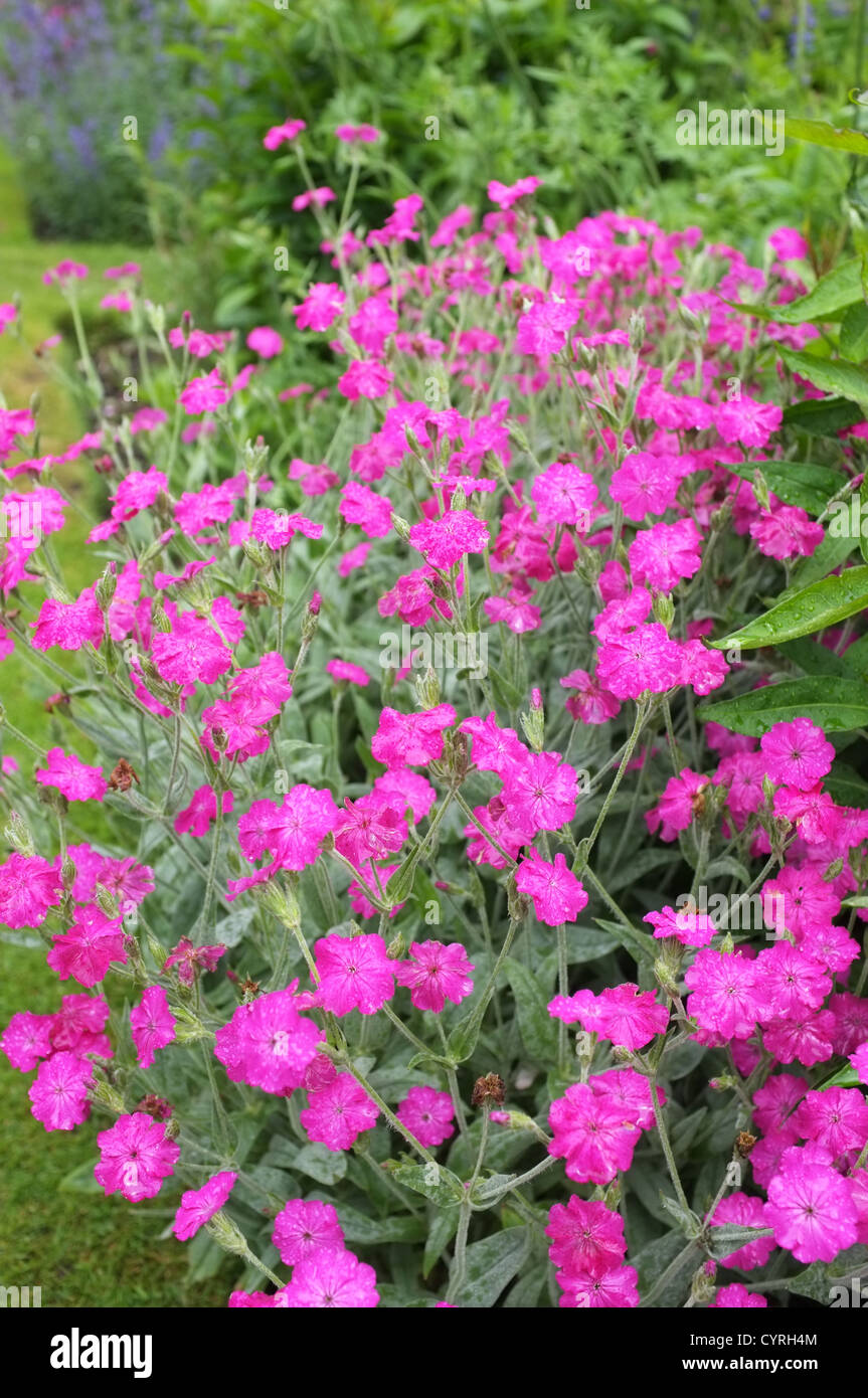 Lychnis Coronaria  or Rose Campion in late summer border, England UK Stock Photo