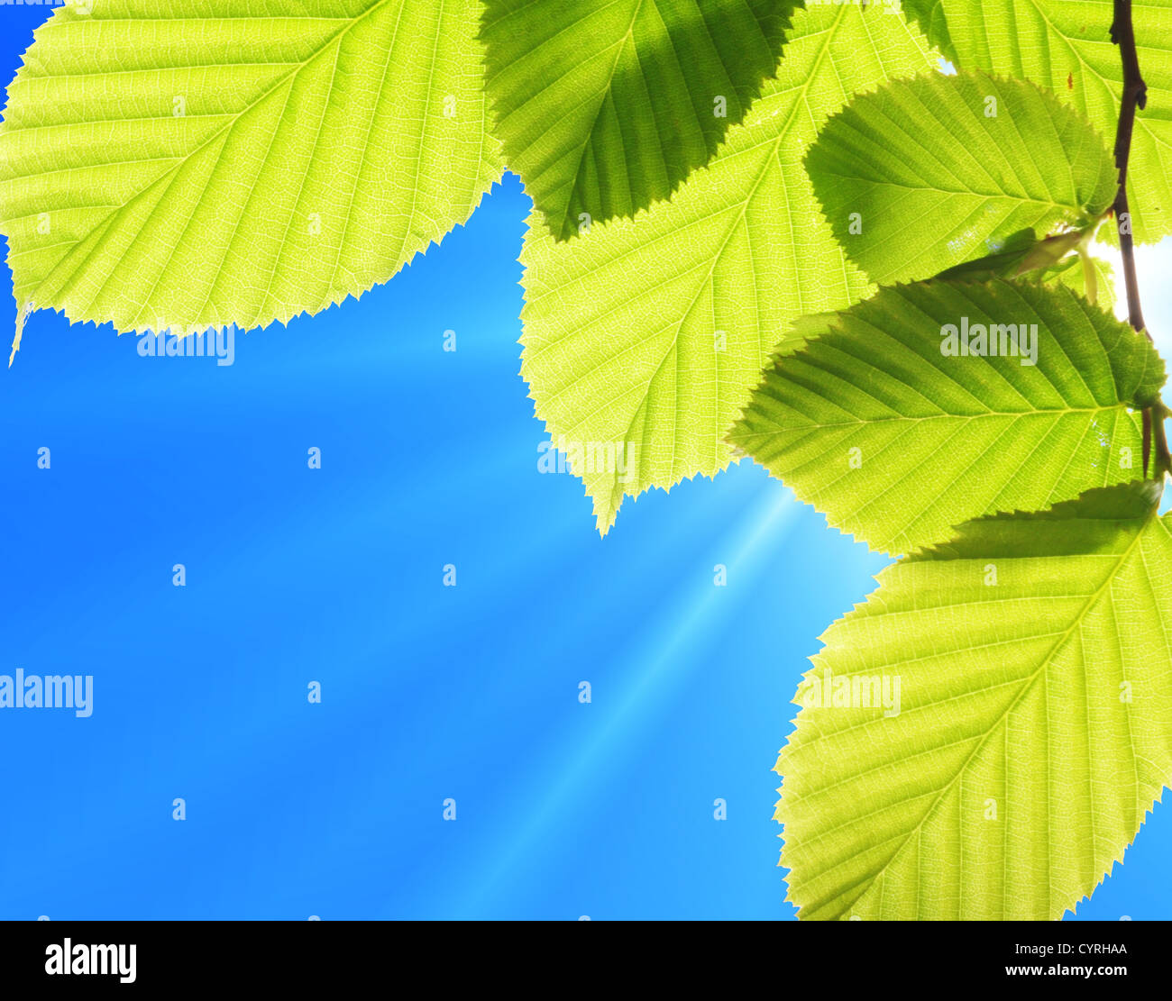green leaf and blue sky with sun in summer Stock Photo - Alamy