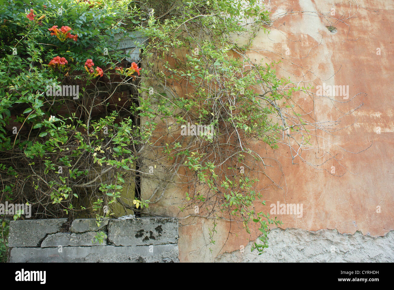 A textured wall in Italy Stock Photo Alamy
