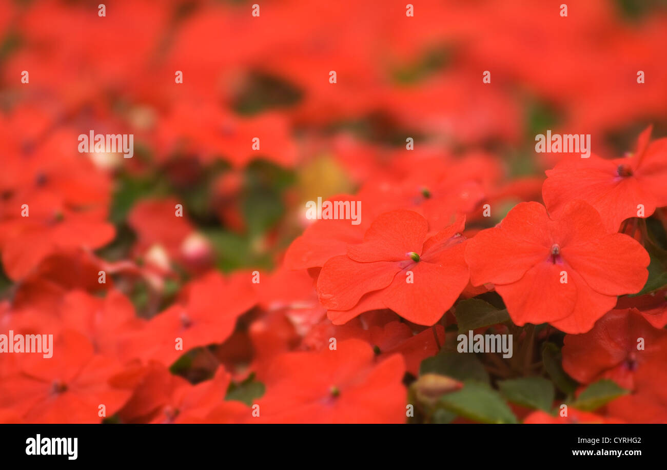 These small flower were so beautiful and lovely, take picture in Taipei