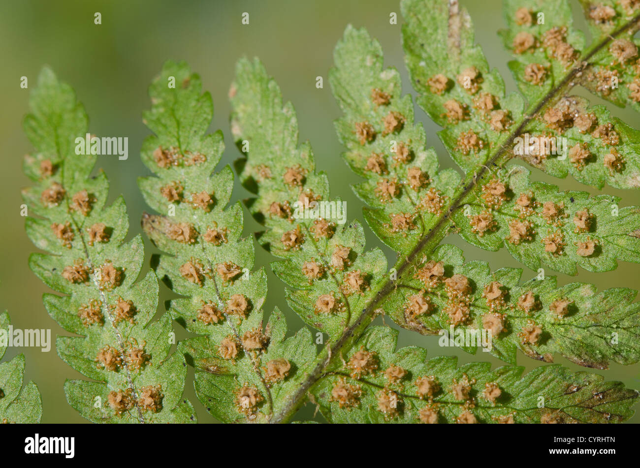 Male Broad Buckle fern form and outline of pinnae fronds with sori shape and fine detail Stock Photo