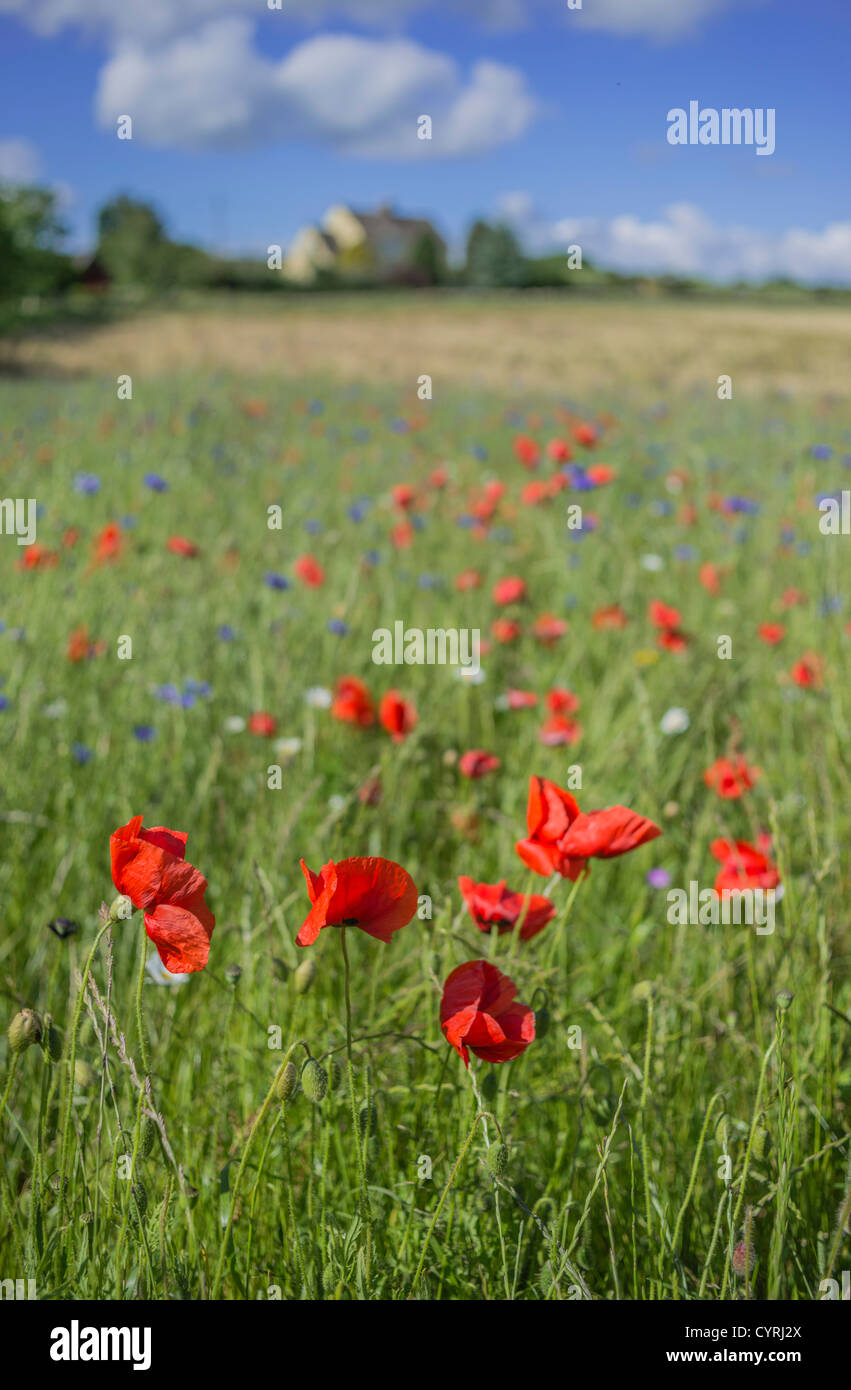 Poppy field in cotswolds england hires stock photography and images