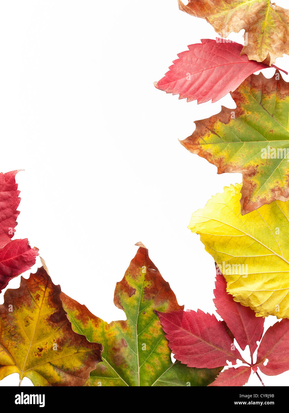 Autumn leaves on a white background with copy space Stock Photo - Alamy