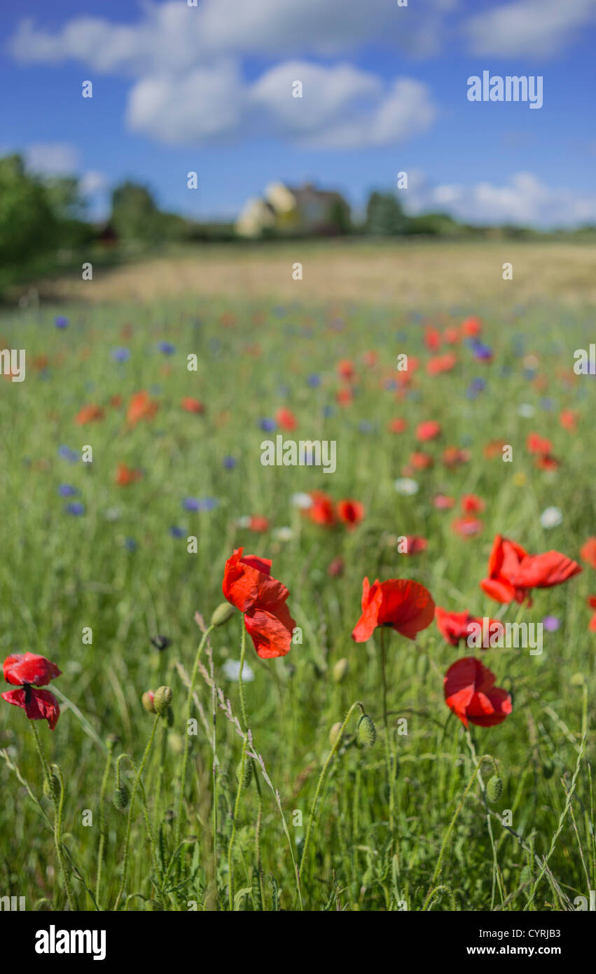 wild flowers in a field Stock Photo - Alamy