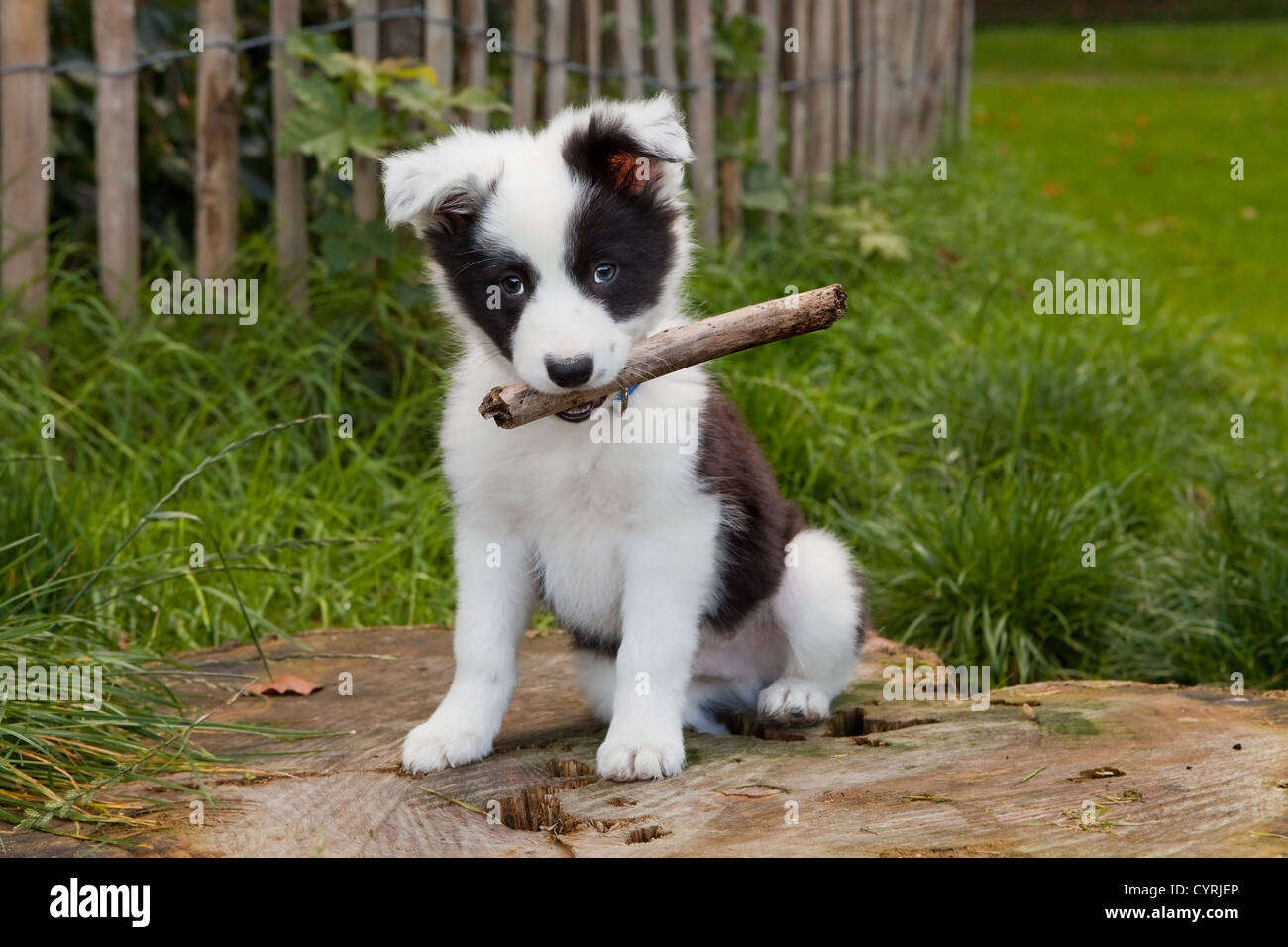Seven weeks old border collie puppy dog in green meadow grass Stock Photo