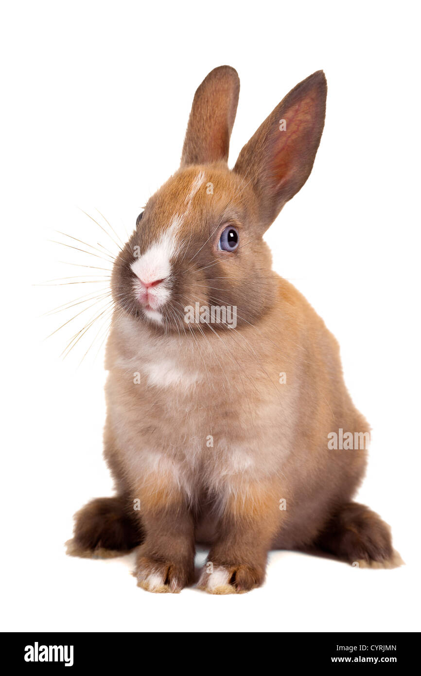 Isolated photo of a beautiful brown 3 weeks old rabbit Stock Photo