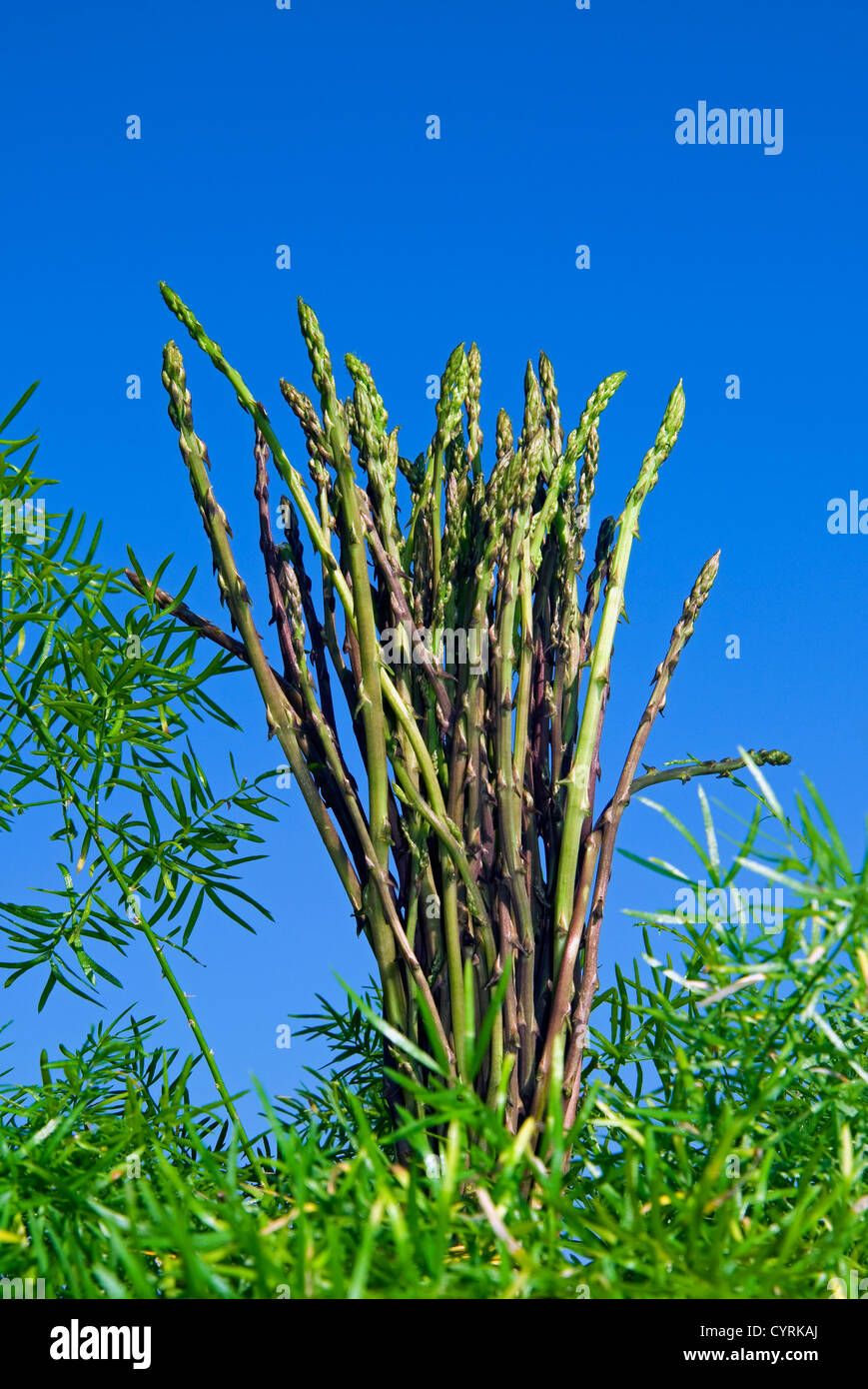 Wild Asparagus (Asparagus acutifolius) Stock Photo