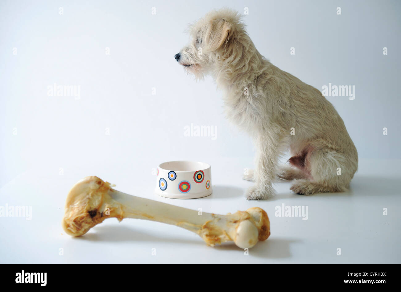 Terrier eating out of a bowl plus a big bone. Stock Photo