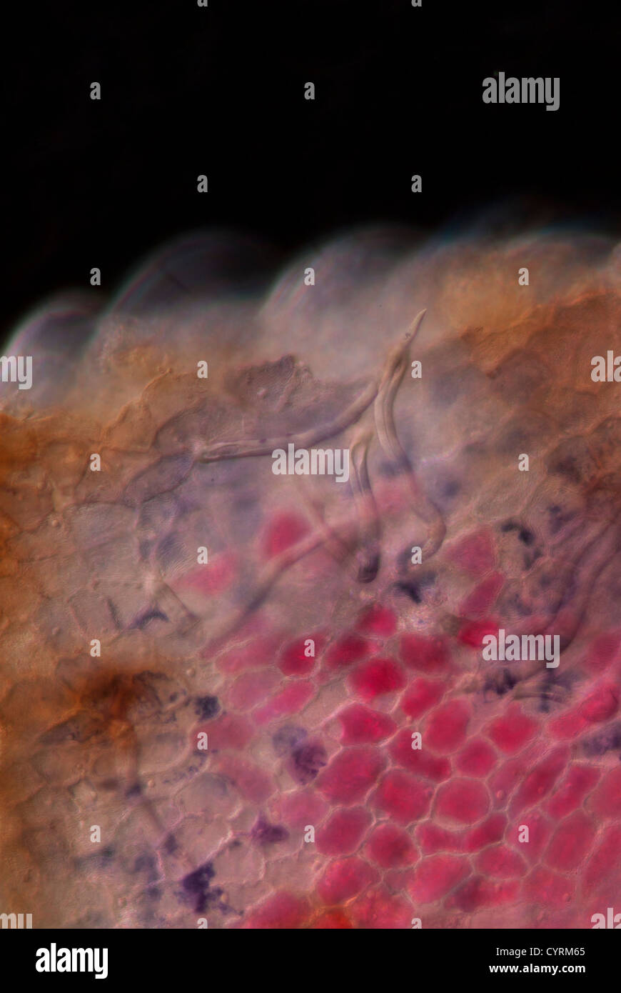 Primrose flower petal magnified 200X on a wet mount under a microscope
