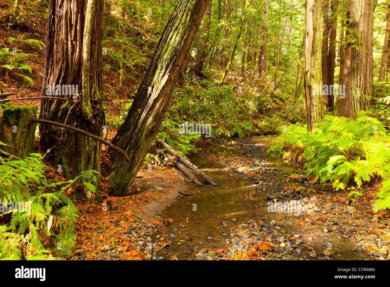 The primeval forest with the creek Stock Photo