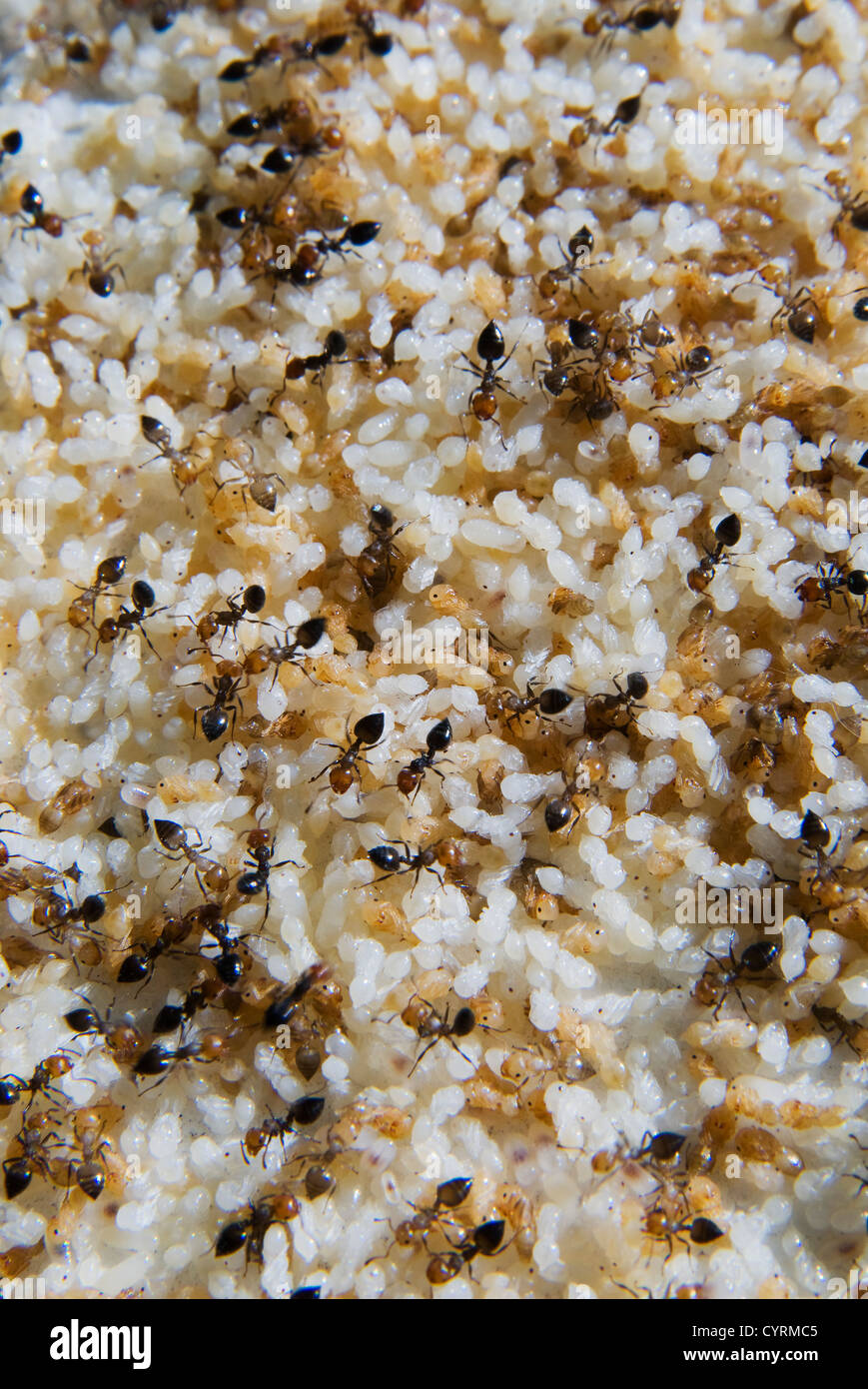 A colony of ants with eggs (Crematogaster Scutellaris) Stock Photo