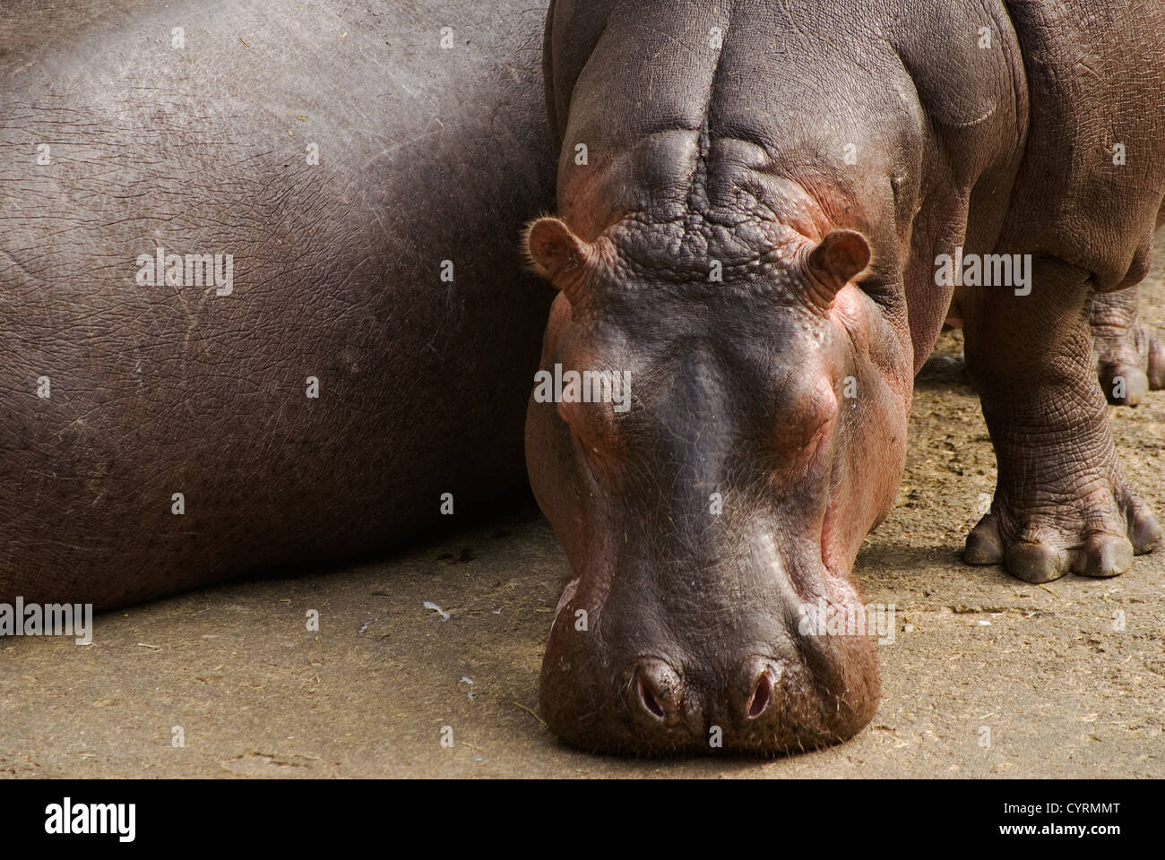 Hippo are conservation of rare wild animals. Because hot weather, he put his nose on the ground and looked lazy Stock Photo - Alamy Hippo are conservation of rare wild animals. Because hot weather, he put his nose on the ground and looked lazy Stock Photo - Alamy