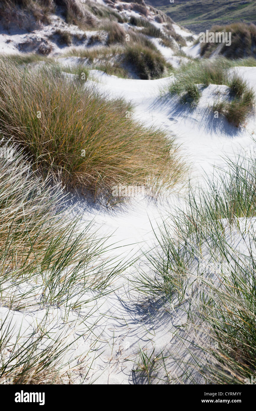 Sand Dunes mostly covered with Marram grass blowing in the breeze, Traigh Eais, Isle of Barra, Outer Hebrides, Scotland, UK Stock Photo