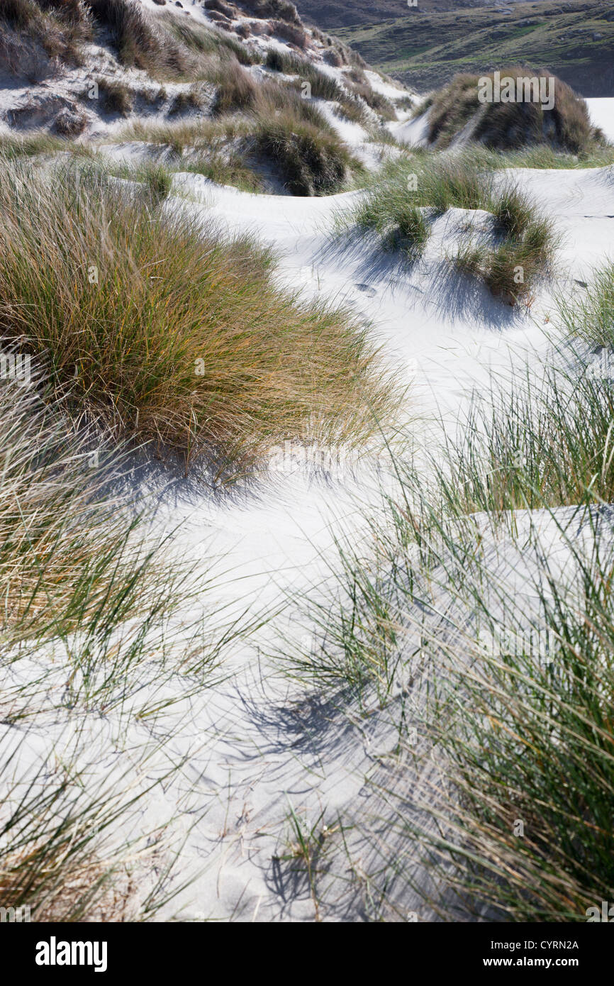 Sand Dunes mostly covered with Marram grass blowing in the breeze, Traigh Eais, Isle of Barra, Outer Hebrides, Scotland, UK Stock Photo