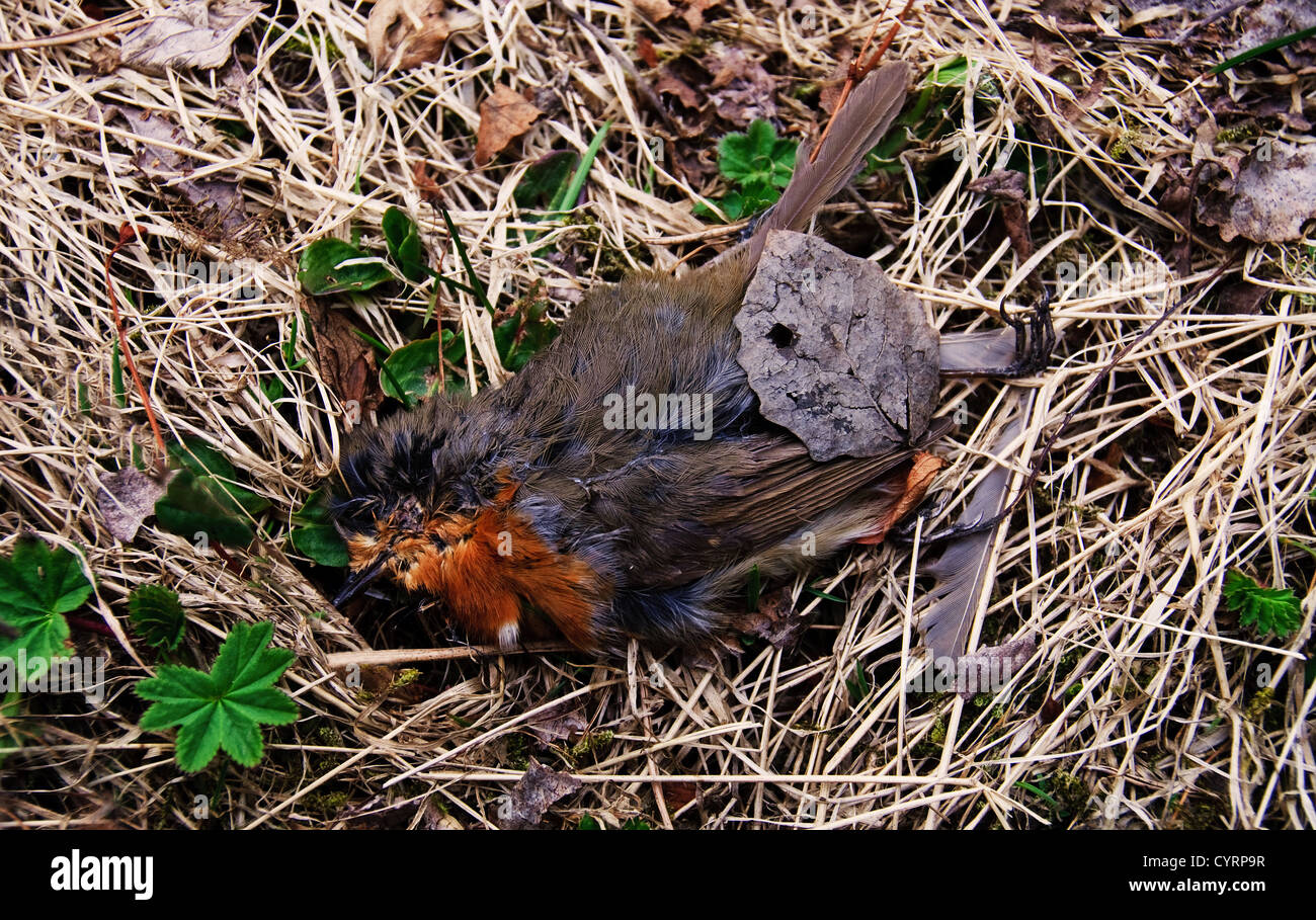 A dead robin located on the withered grass. New plants have begun to sprout Stock Photo