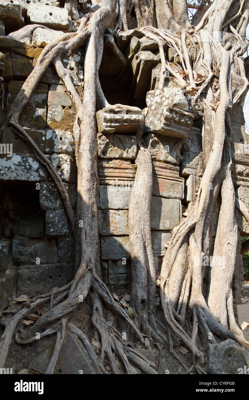 Roots of a Giant Tree overgrowing the Ruins of the Temple Ta Som in the ...